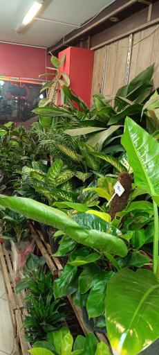 عکس گلسرای ملورین