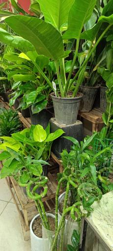 عکس گلسرای ملورین