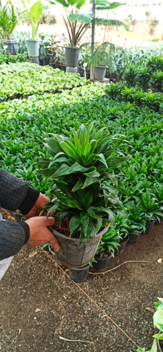 عکس گلخانه گلستان فدک 