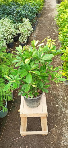 عکس گلخانه گلستان فدک 