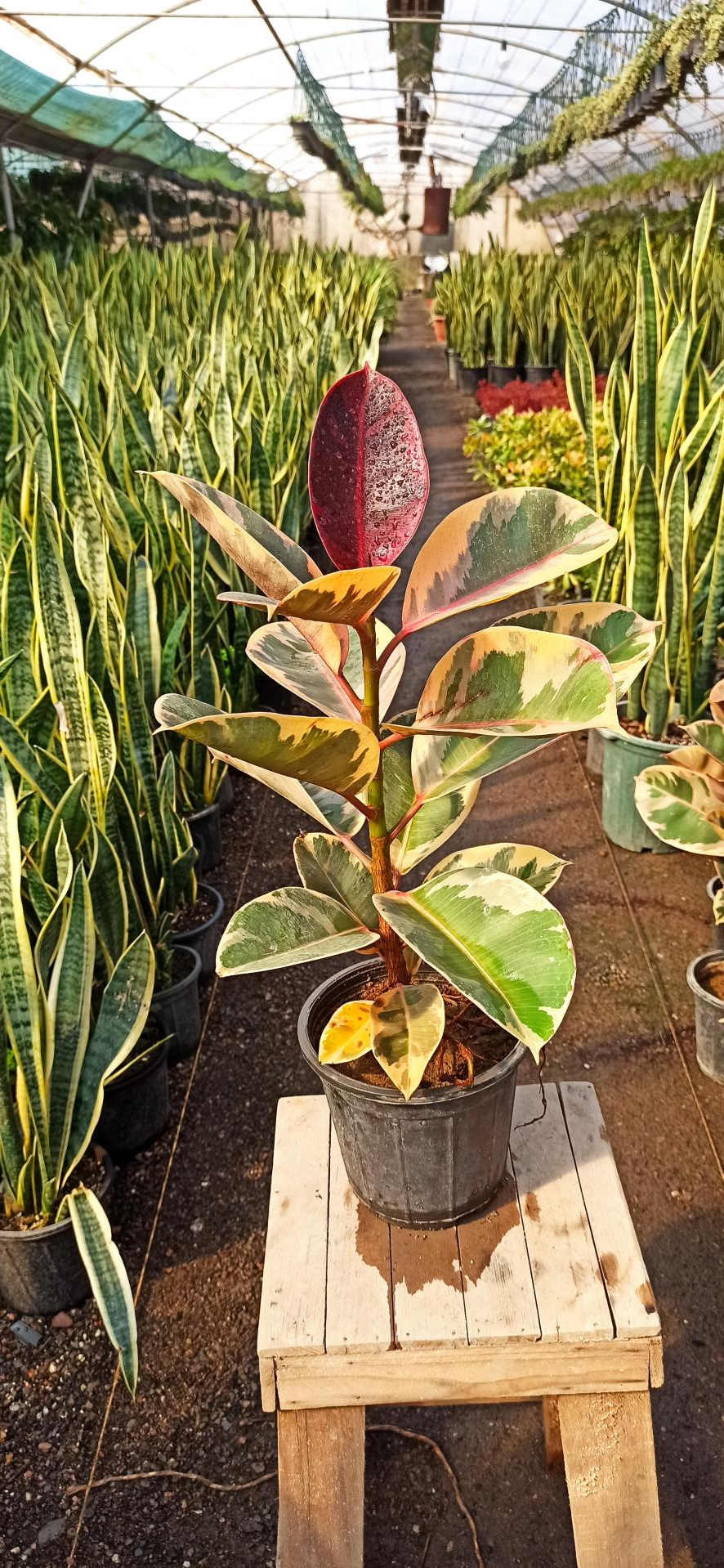 عکس گلخانه گلستان فدک 