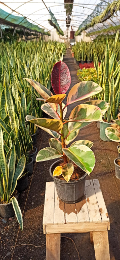 عکس گلخانه گلستان فدک 