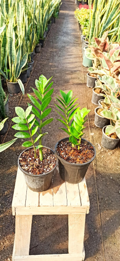 عکس گلخانه گلستان فدک 