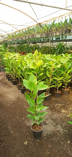 عکس گلخانه گلستان فدک 