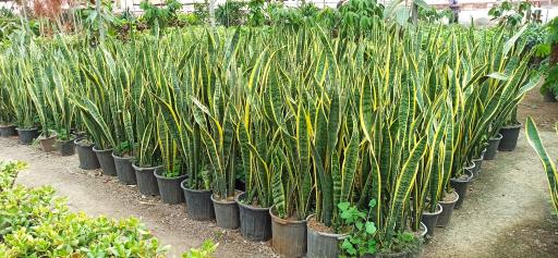 عکس گلخانه گلستان فدک 