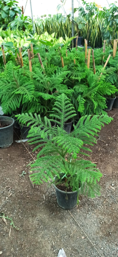 عکس گلخانه گلستان فدک 