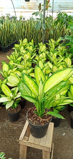 عکس گلخانه گلستان فدک 