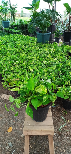 عکس گلخانه گلستان فدک 