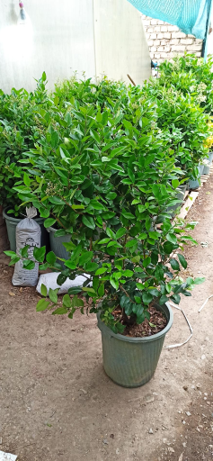 عکس گلخانه گلستان فدک 