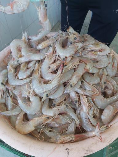 عکس ماهی فروشی برادران ملایی