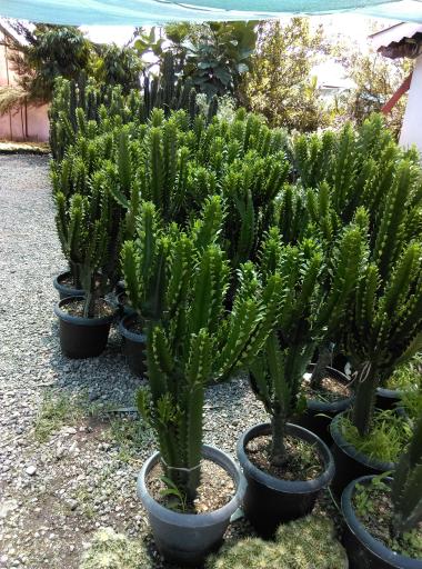 عکس گلخانه یوکا