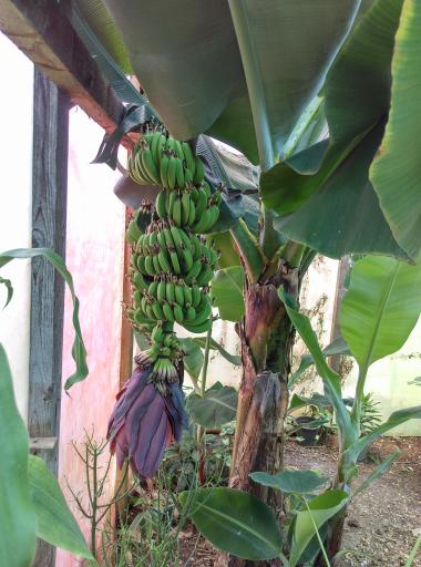 عکس گلخانه یوکا