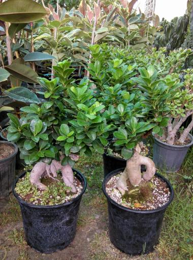 عکس گلخانه یوکا