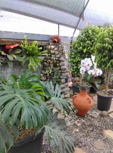 عکس گلخانه یوکا