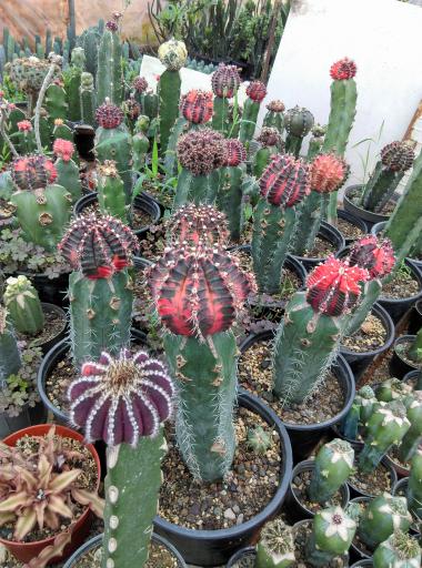 عکس گلخانه یوکا