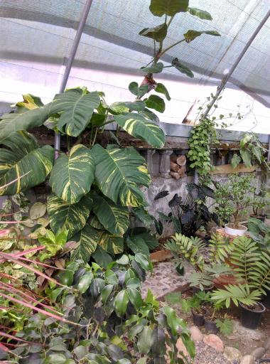 عکس گلخانه یوکا