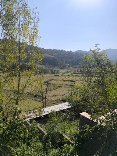 عکس کچید
