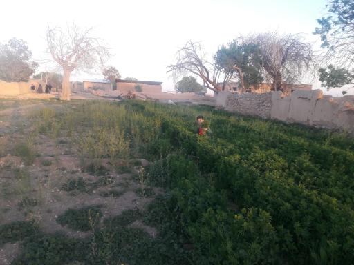 عکس بغدادی
