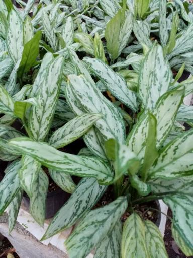 عکس گلخانه آزالیا پوراحمد 