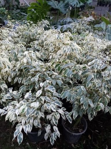 عکس گلخانه آزالیا پوراحمد 