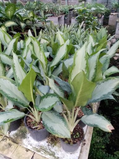 عکس گلخانه آزالیا پوراحمد 