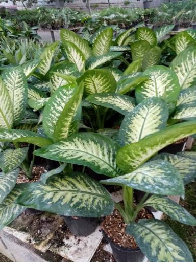 عکس گلخانه آزالیا پوراحمد 