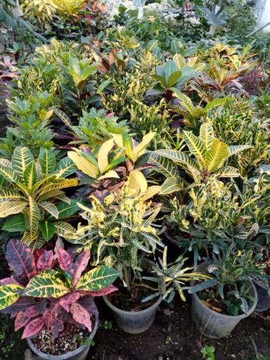 عکس گلخانه آزالیا پوراحمد 