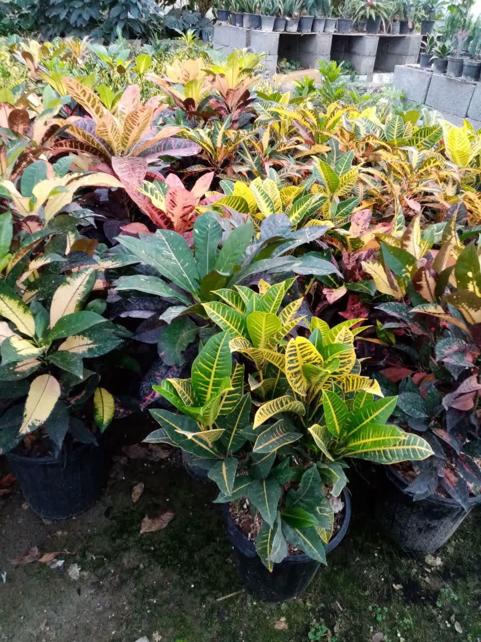 عکس گلخانه آزالیا پوراحمد 