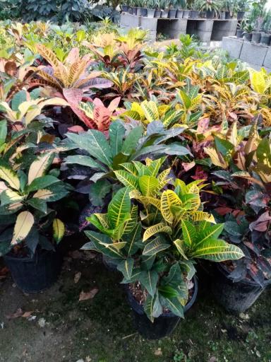 عکس گلخانه آزالیا پوراحمد 