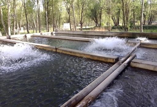 عکس ماهی سرای سبلان