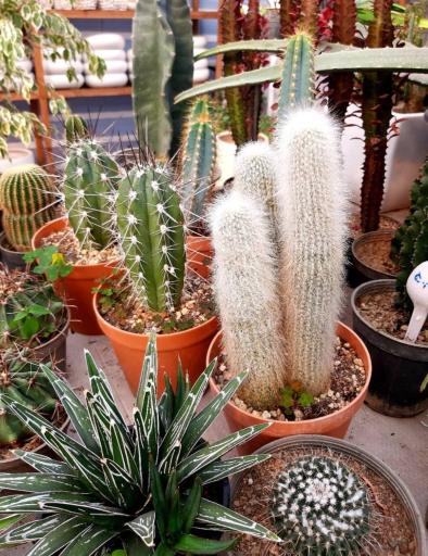 عکس گلخانه کوچه زنبق