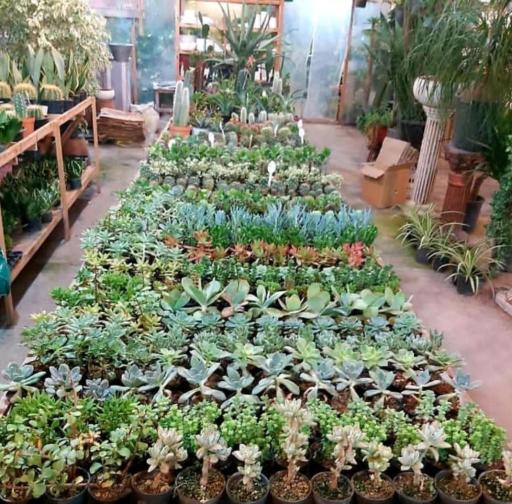 عکس گلخانه کوچه زنبق