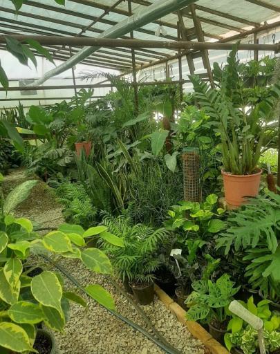 عکس گلخانه کوچه زنبق