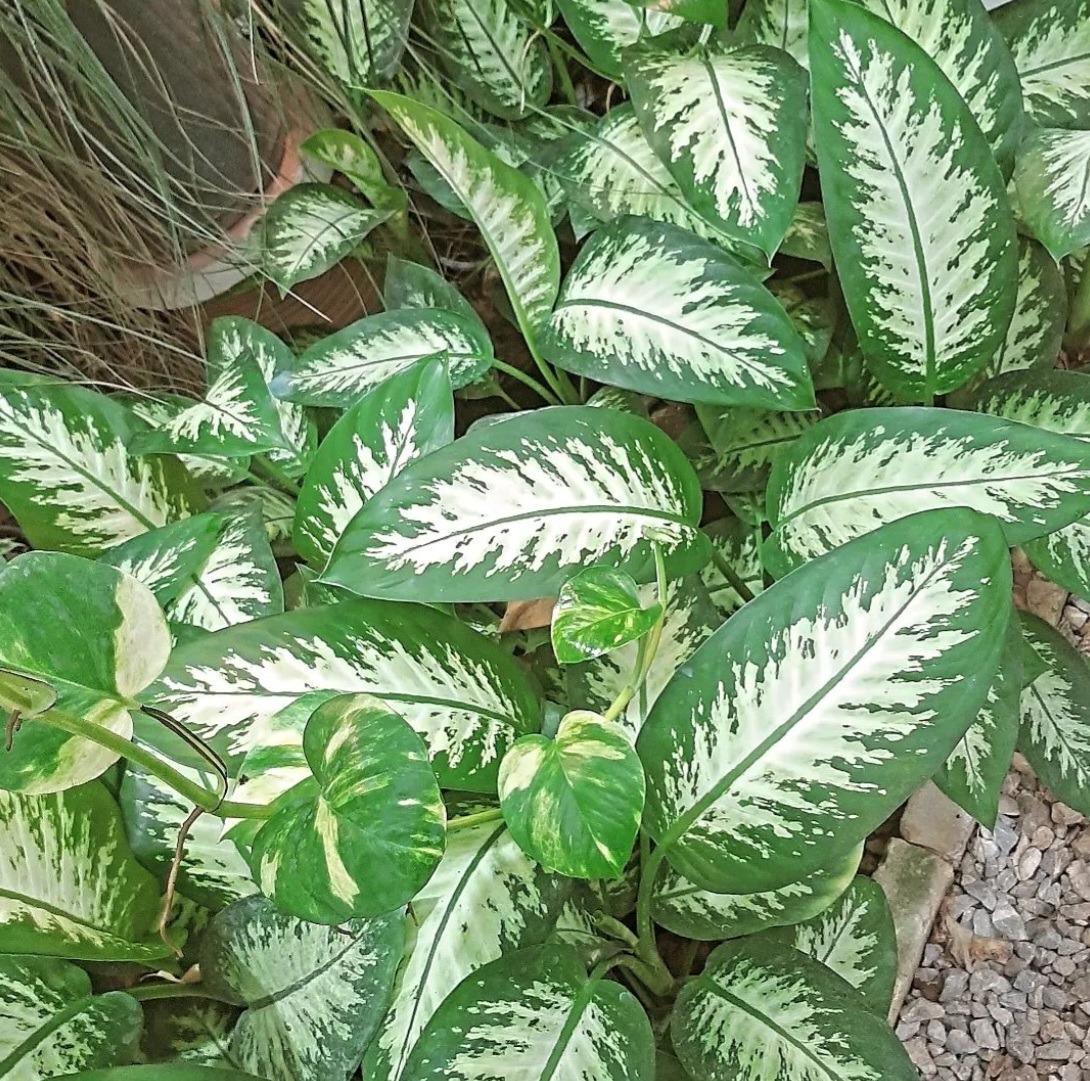 عکس گلخانه کوچه زنبق