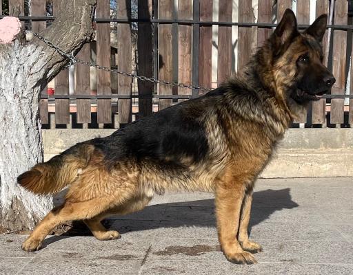 باشگاه پرورش سگ ژرمن شپرد