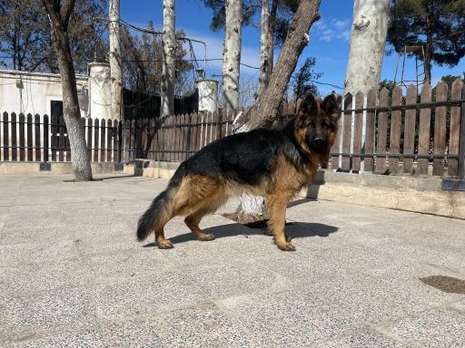 باشگاه پرورش سگ ژرمن شپرد