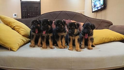 باشگاه پرورش سگ ژرمن شپرد