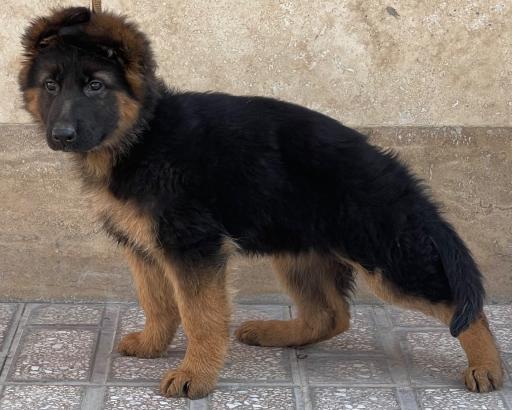 باشگاه پرورش سگ ژرمن شپرد