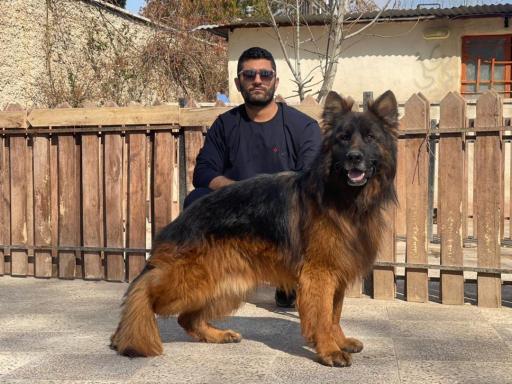 باشگاه پرورش سگ ژرمن شپرد