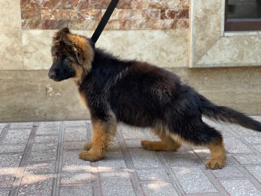 باشگاه پرورش سگ ژرمن شپرد