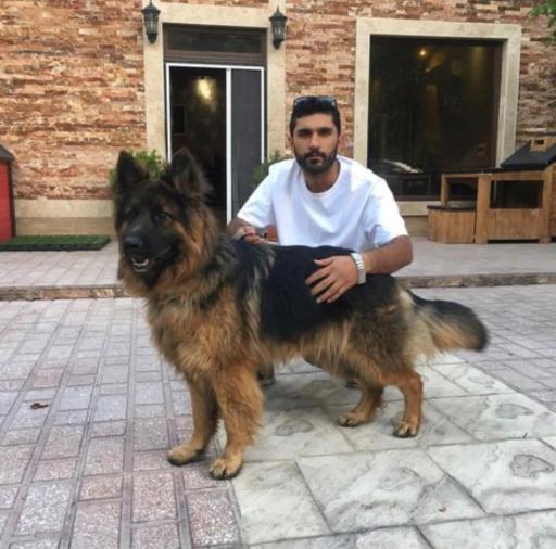 باشگاه پرورش سگ ژرمن شپرد