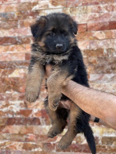 باشگاه پرورش سگ ژرمن شپرد