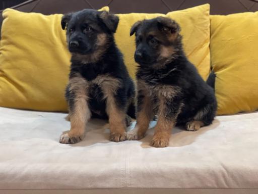 باشگاه پرورش سگ ژرمن شپرد