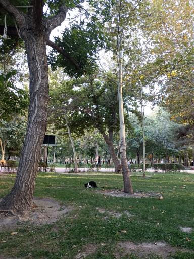 عکس پارک ملت