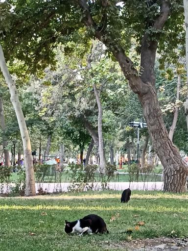 عکس پارک ملت