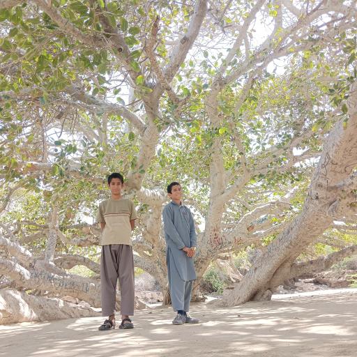 عکس درخت انجیر معابد