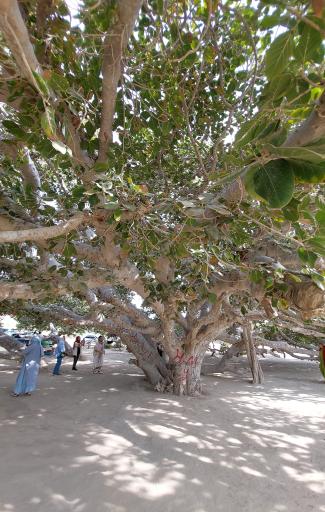 عکس درخت انجیر معابد
