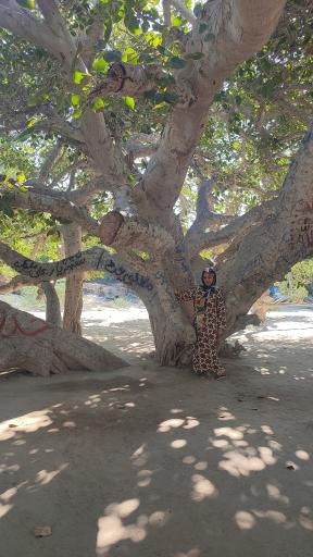 عکس درخت انجیر معابد