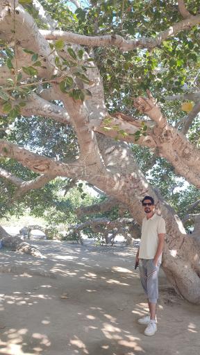 عکس درخت انجیر معابد