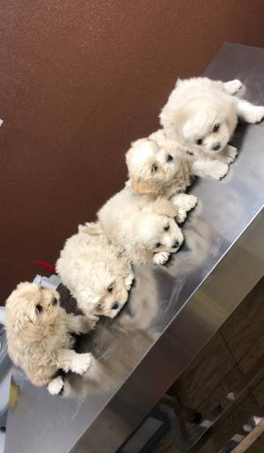 عکس کلینیک دامپزشکی و پت شاپ آمازون